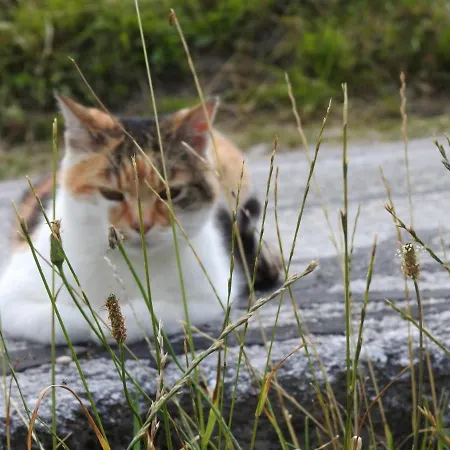 Zauneralm Agroturismo Aich (Styria)