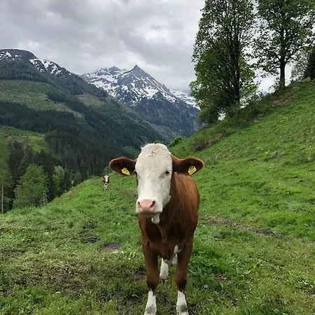 Zauneralm Aich