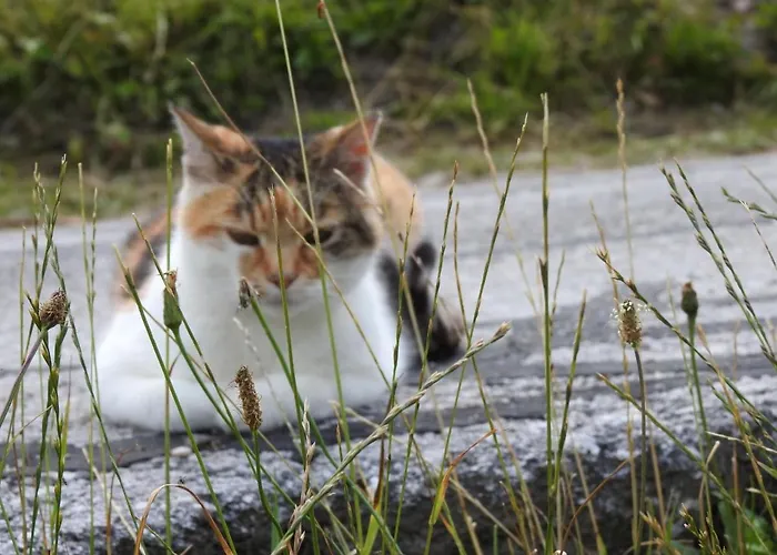 Zauneralm Feriegård Aich (Styria)
