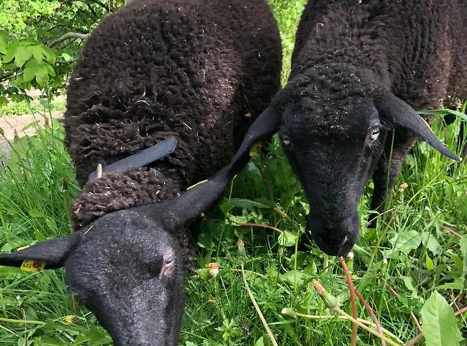 Zauneralm Farm stay Aich (Styria)