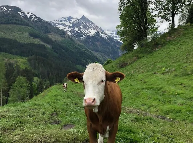 Zauneralm Aich (Styria)